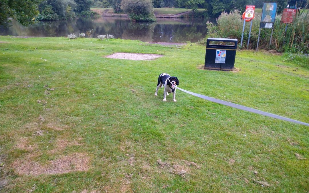 Dog Walking in Wakefield