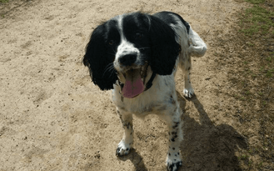 Consider These Three Tips To Choose The Perfect Dog Walking Service